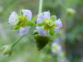 Alisma plantago-aquatica